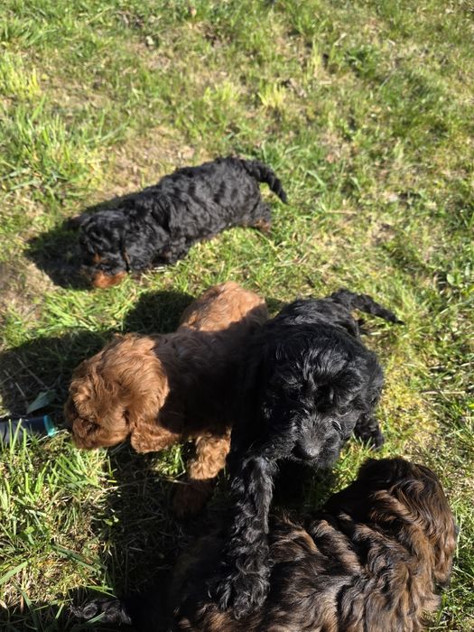 Cavapoo f1b piesek phantom/ black&tan mini Jędrzejów • OLX.pl