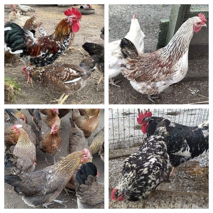 Jaja lęgowe zielononóżki, zagrodówki, tęczanki