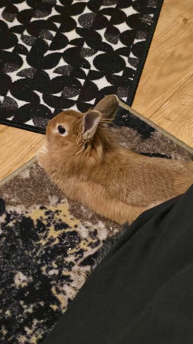 Króliczek Toffee szuka nowego domku
