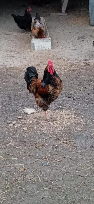 Jajka, jaka lęgowe kur mix ras