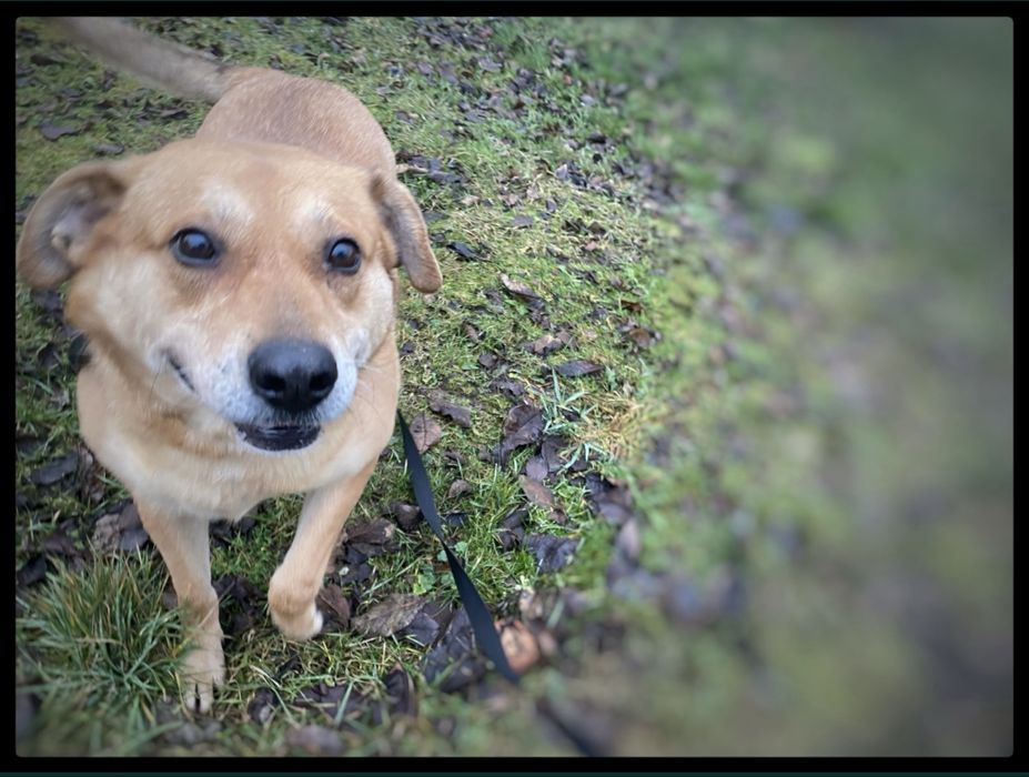 Max - w typie Labradora