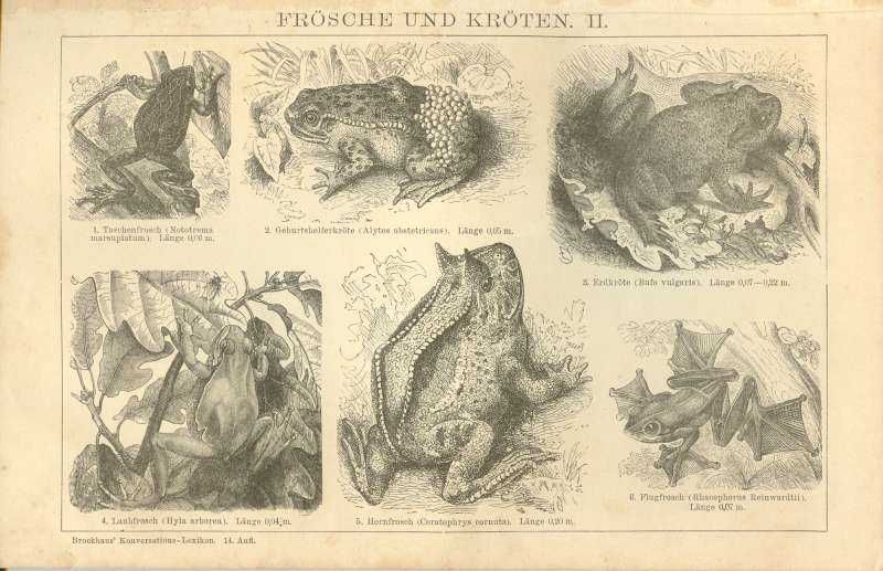 Oryginalna XIX w. grafika Żaby