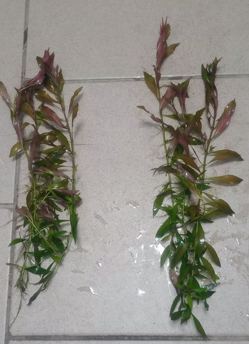 Ludwigia repens red