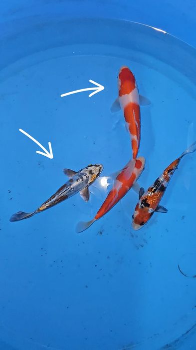 Carpa Koi - 17/20cm - Tosais