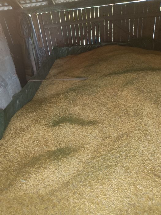 Sprzedam owies Bingo