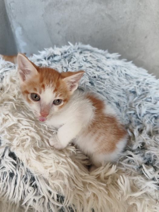 Gatinhos para adoção
