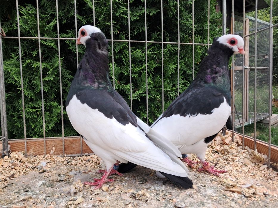 Koroniarze czarne para