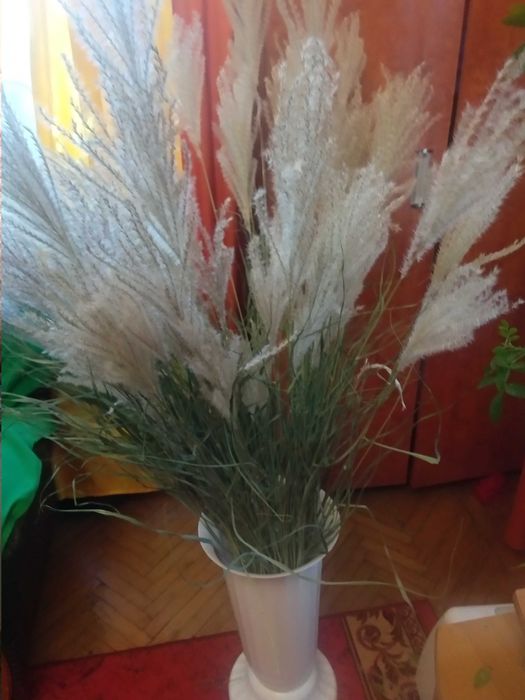 Міскантус декоративна трава для декора