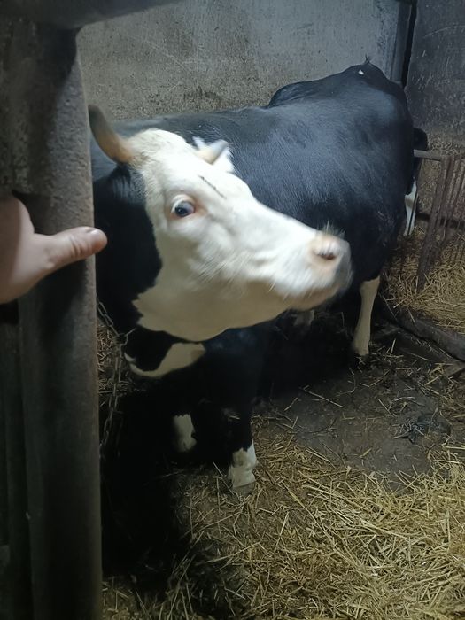 Sprzedam jałówki wyskocielne