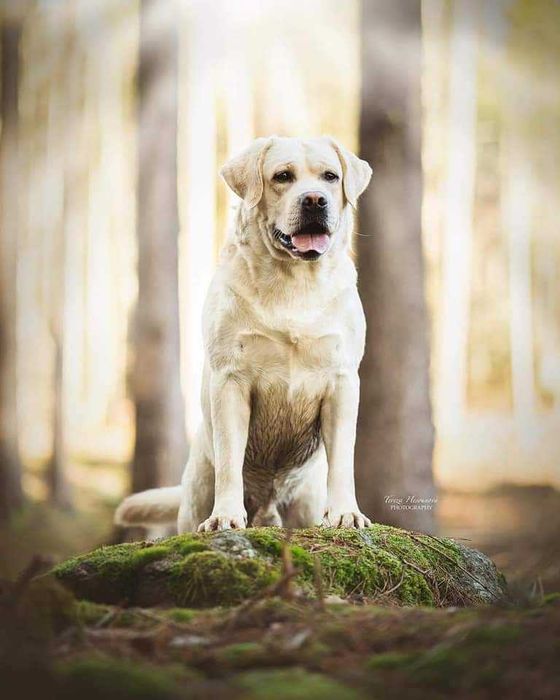 Labrador fêmea filha de campeão