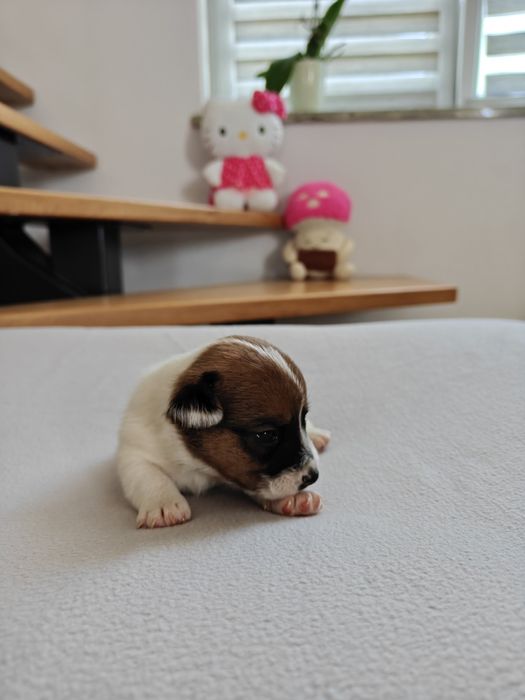 Jack Russell Terrier samiec