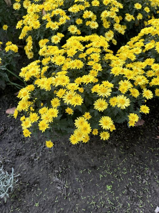 Хризантемы мультифлора