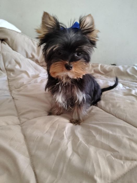 GUCIO piękny piesek Yorkshire terrier