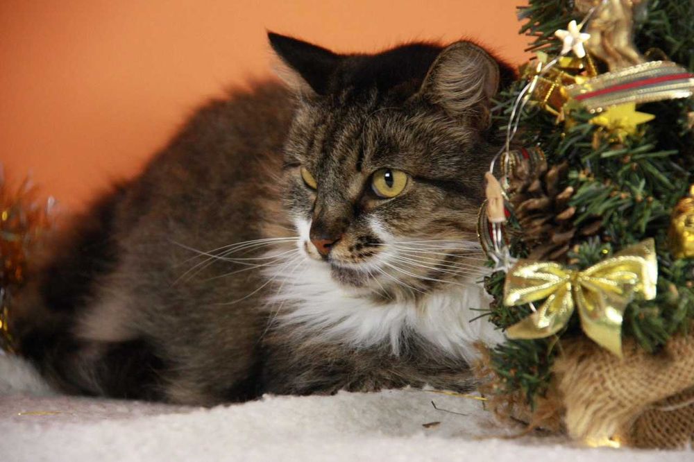 Киця Глаша з Покровська