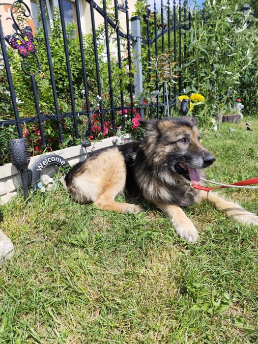 Kto pokocha starszego psa?