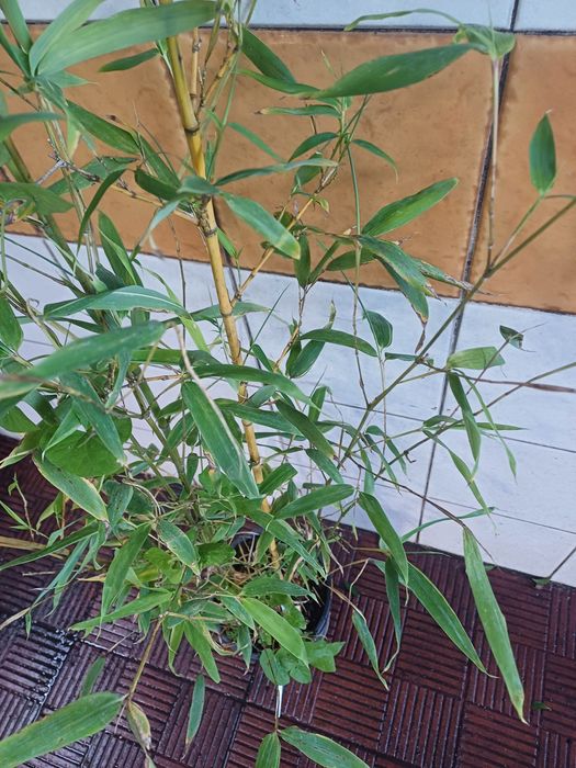 Bambus.Bisset e aurea koy