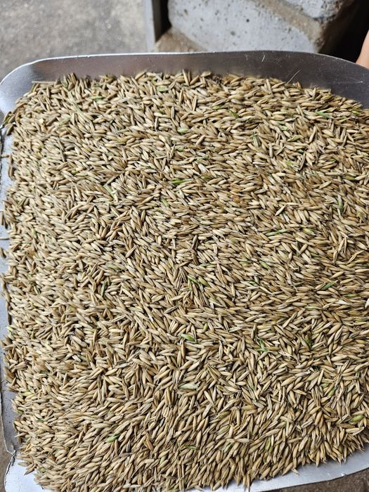 Pellet  owies ozimy