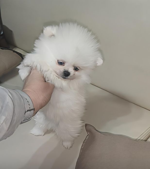 Spitz Alemão macho anão