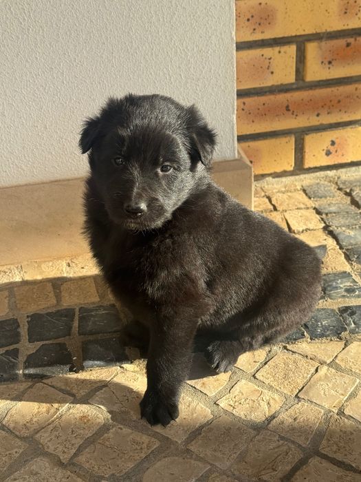 Cachorro Pastor Belga Groenendael