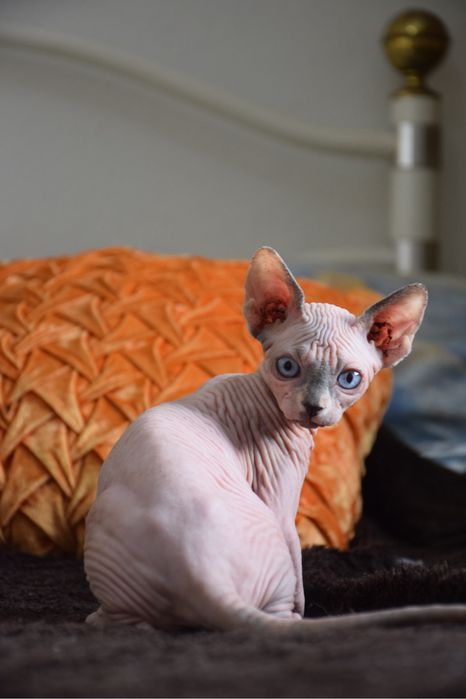 Lyborius Legacy - Canadian Sphynx