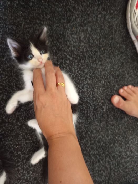 Gatinhos machos para dar