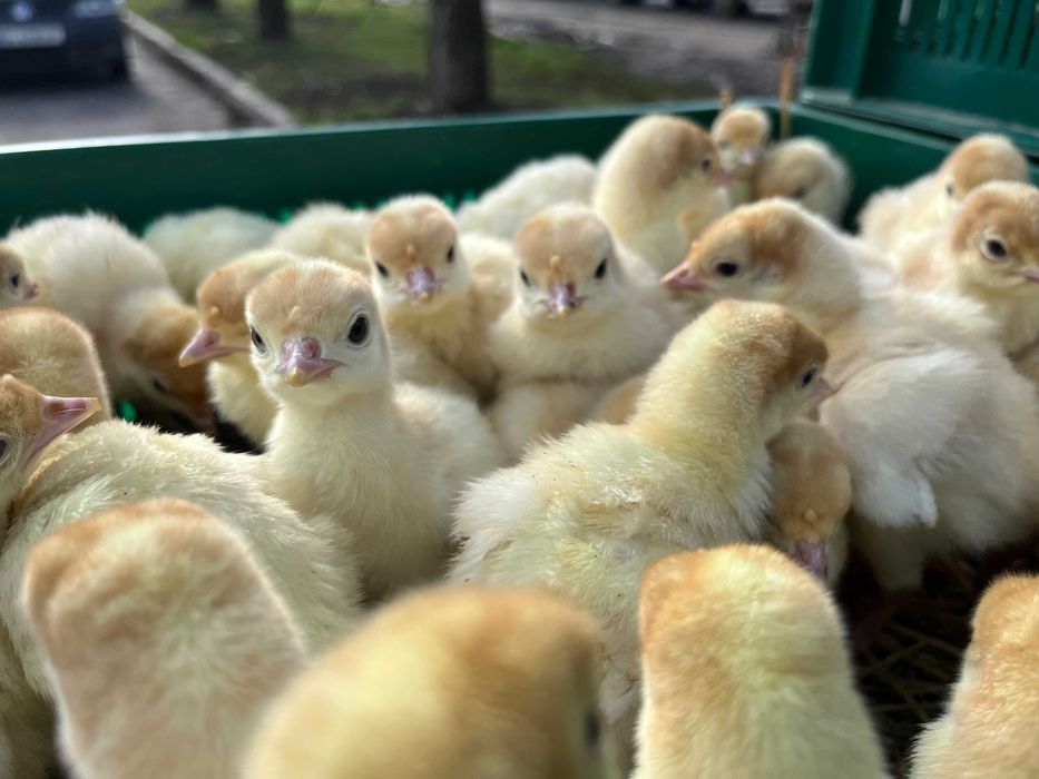 Біг 6 якісний індик важкого кроссу Венгрія