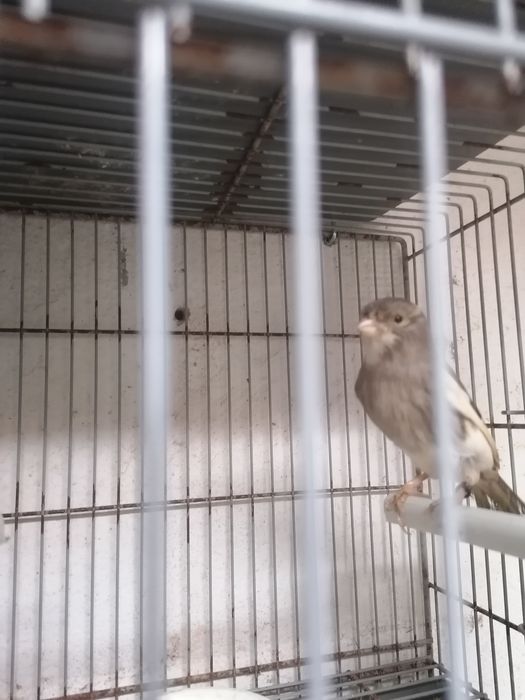 Piriquitos ingleses normais canarios.