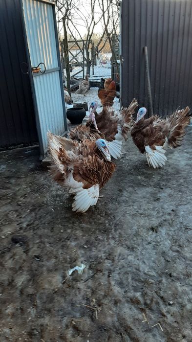 Індик бурбон на племмя