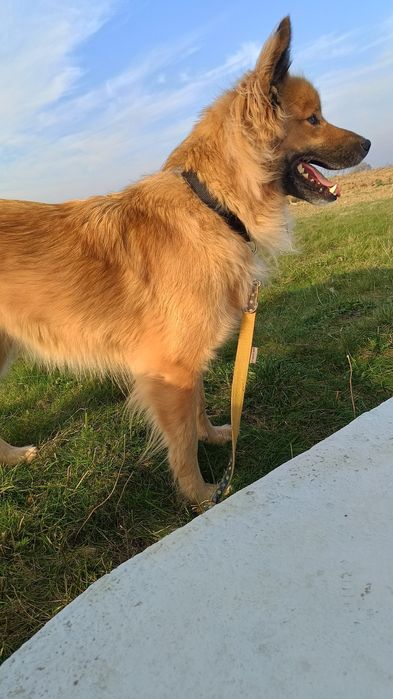 Cudowny pies szuka domu