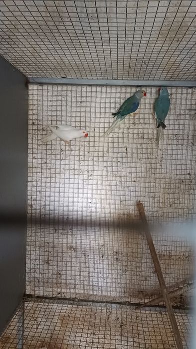 Ring neck  fêmea albina cc portadora de violeta de 2025