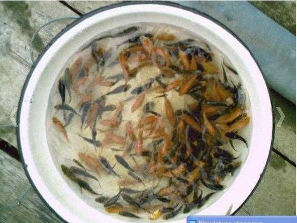 Lin zielony10cm do25cm od 8złszt inne karp amur sandacz tołpyga