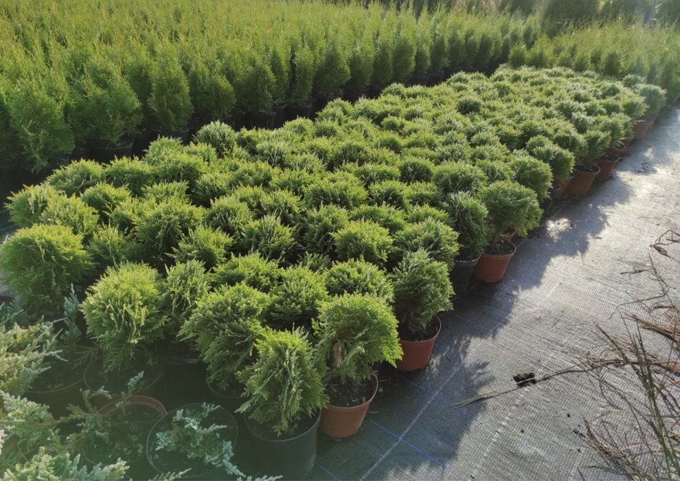 Туя даніка шаровидна