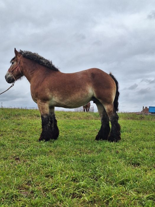 Nuta Klacz  Zimnokrwista