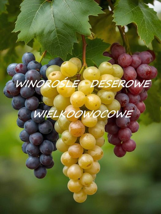 Winorośl deserowa wielkoowocowa