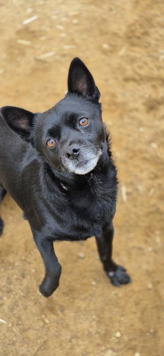 Piesek Około 4 lata