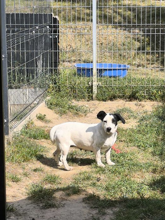 ZARA suczka adopcja schronisko pies