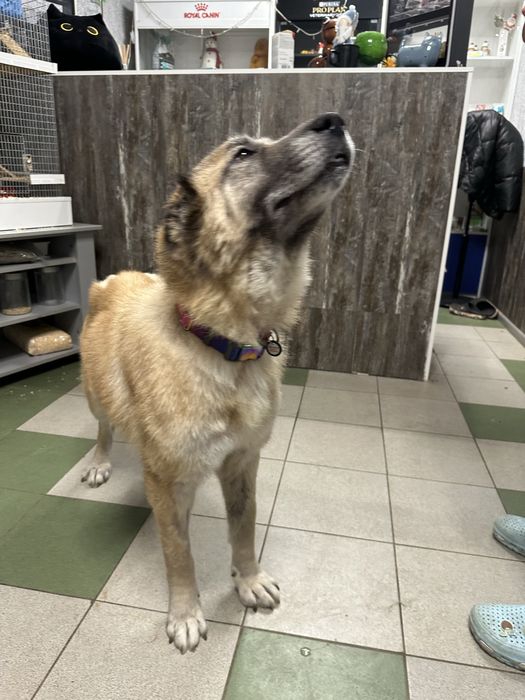 Алабай Лапочка ищет семью