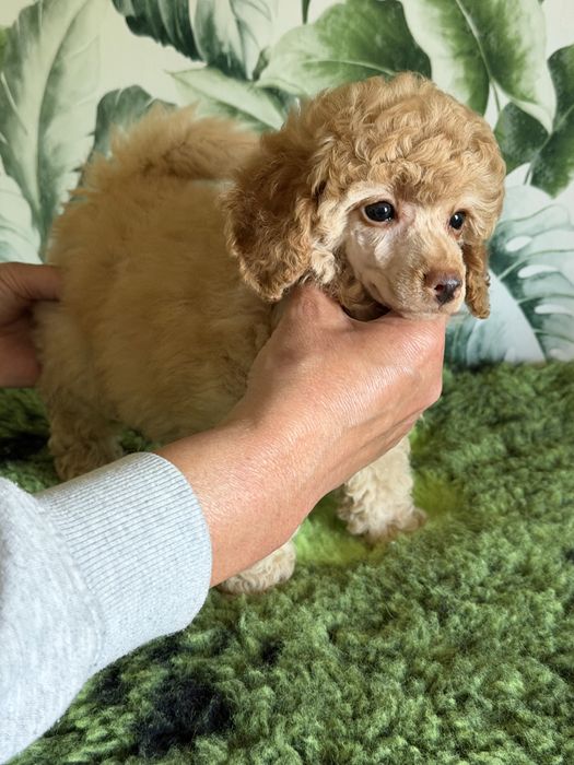 Pudel Miniatura/Toy ZKwP FCI