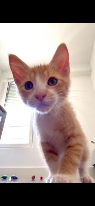 Gatos laranja para adoção  (1 femea e 1 macho)