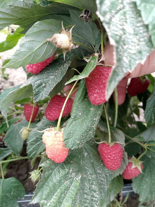 Witam sprzedam sadzonki maliny polonez