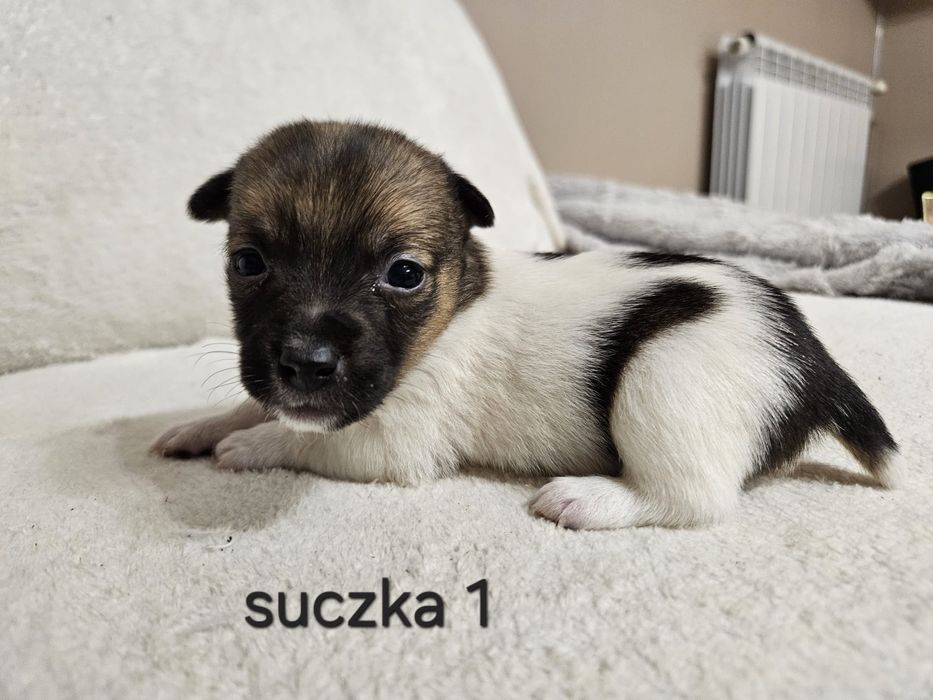 Słodka Suczka Jack Russell Terrier