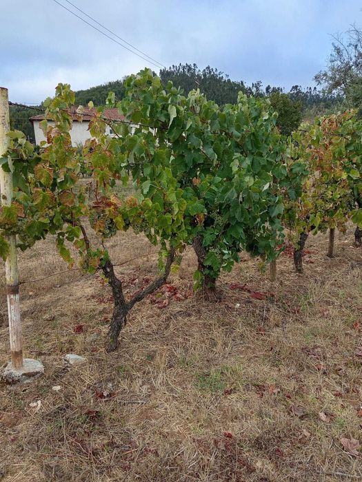 Venda de uvas para vinho ,