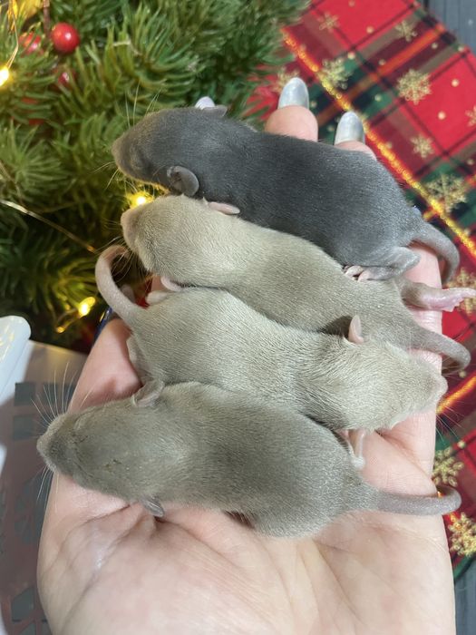 Малыши крысята из питомника рекс дамбо