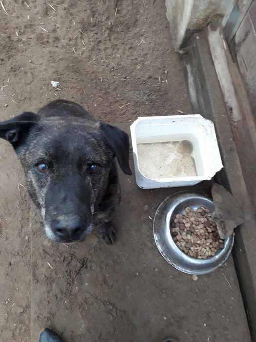 List do Św. Mikołaja – bezdomny pies CEZAR / Olsztyn