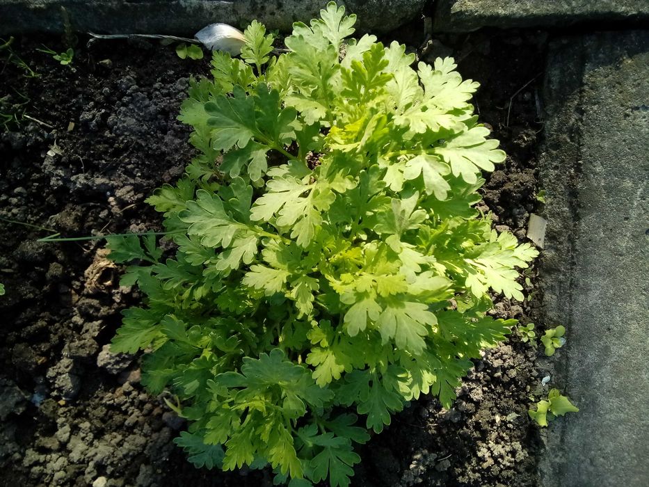 Złocień maruna - sadzonki