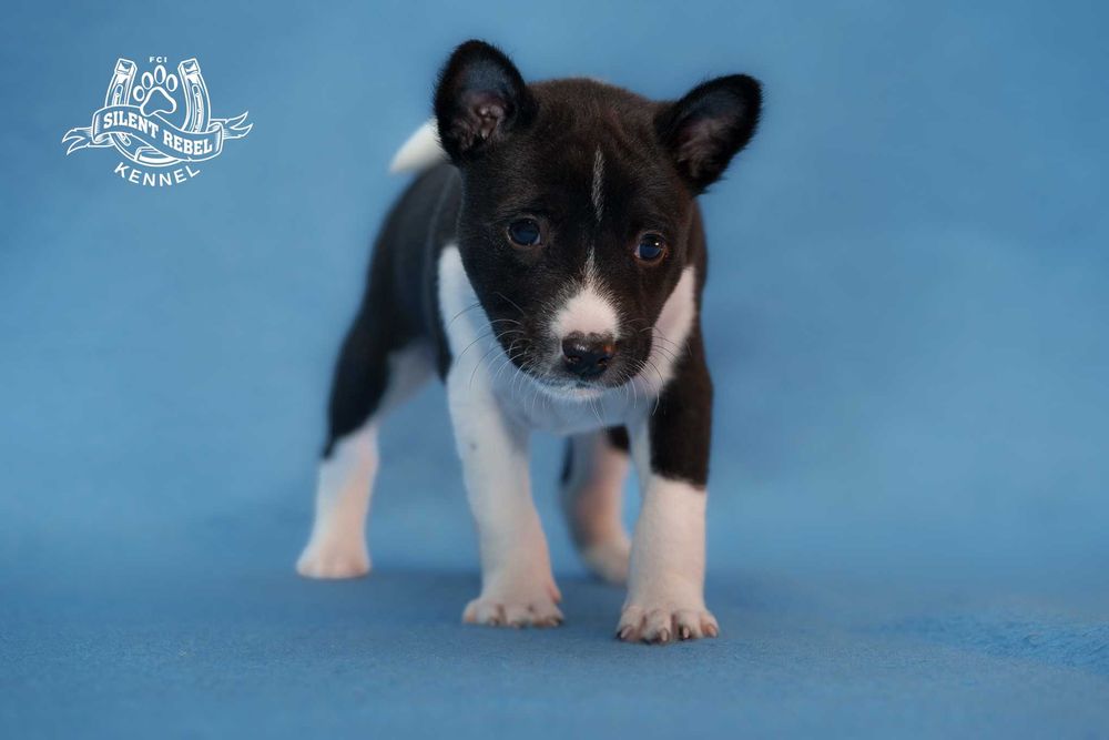 Szczenię piesek basenji FCI