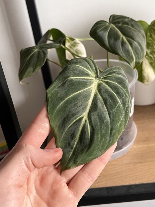 Wymienię philodendrona gloriosum