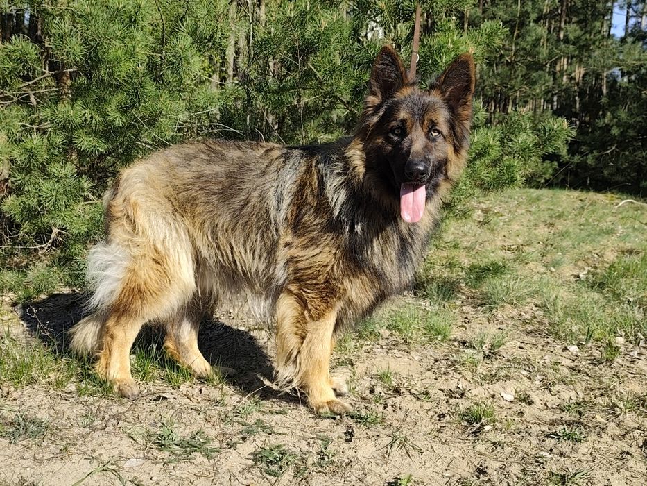 Owczarek staroniemiecki pies