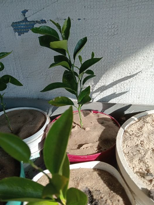 Саженец апельсина