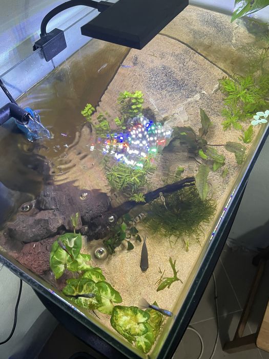 Aquário 87Litros Plantado C/ rochas e troncos + Fauna